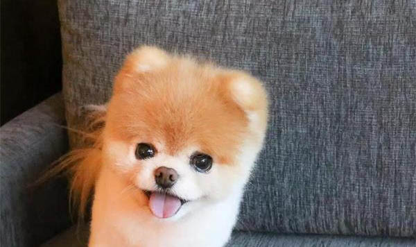狗狗發(fā)燒不吃東西精神不振怎么辦啊