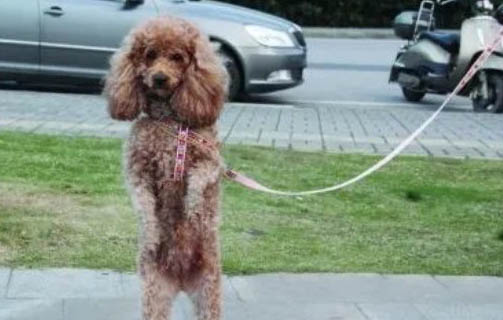 泰迪幼犬出售