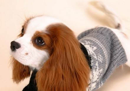 田野小獵犬有哪些喜好