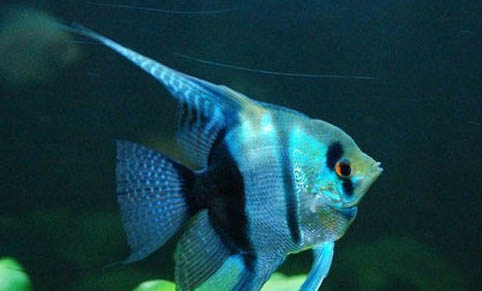 小型神仙魚飼養方法
