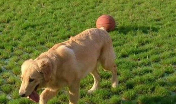 大型犬都有哪些品種?