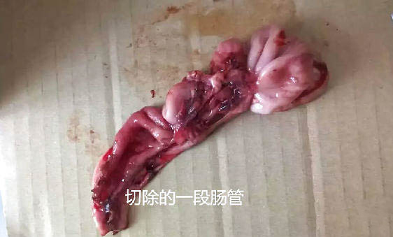 泰迪狗感冒可以吃999感冒藥嗎