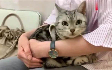 貓口炎會(huì)自愈嗎?