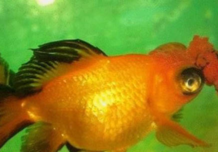 金魚繁殖期產卵的注意事項