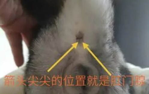 貓為什么會有蟲子