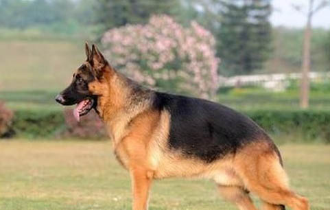英國(guó)古代牧羊犬拉稀帶血是什么原因