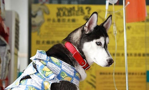 狗狗為什么會流眼淚