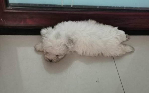 狗狗為什么不能吃車厘子