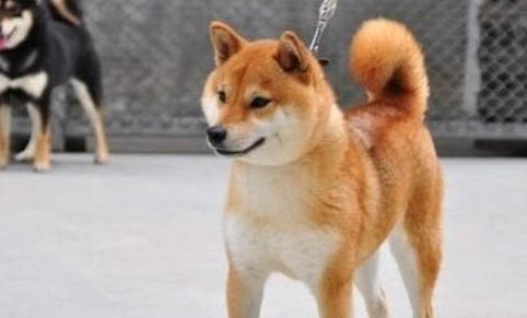 柴犬懷孕幾個月生