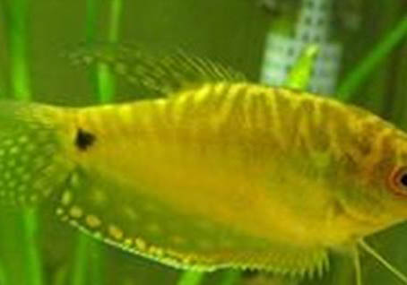 曼龍魚可以和什么魚混養?