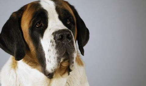 圣伯納犬的價(jià)格一般是多少