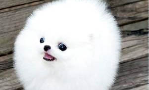 如何判斷博美犬是否純正