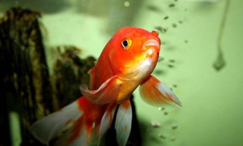 大眼金魚好不好養(yǎng)