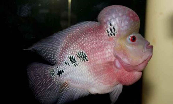 羅漢魚的壽命多長時間