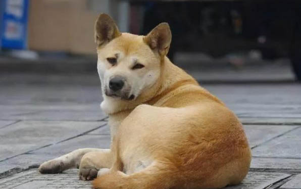 狗狗被狗咬了怎么處理傷口