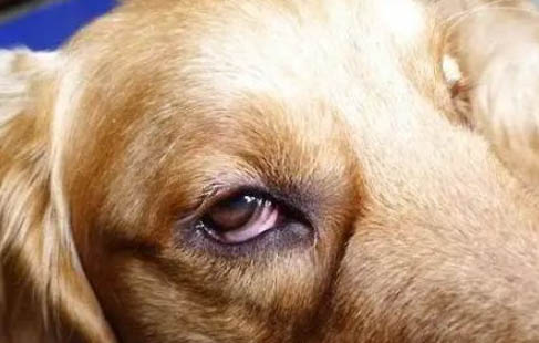 狗狗懷孕有哪些癥狀