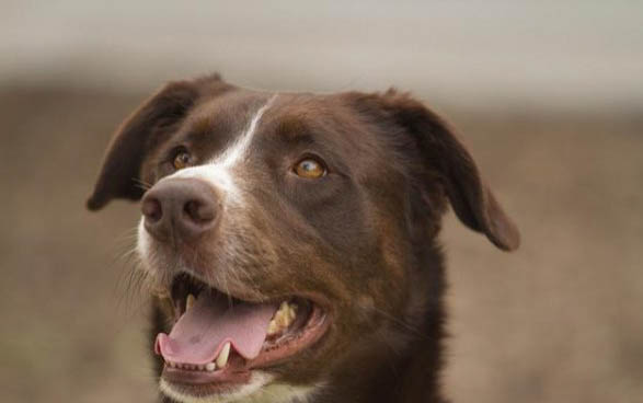 比特犬幾種體型 200斤巨型嗎