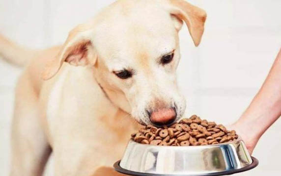 狗狗一直舔鼻子