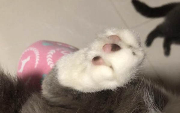 貓咪消炎藥有哪些