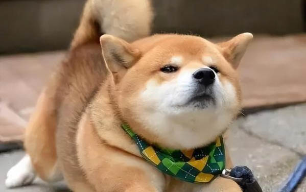 犬瘟早期要治療多久