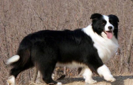 邊牧幼犬怎么訓練?