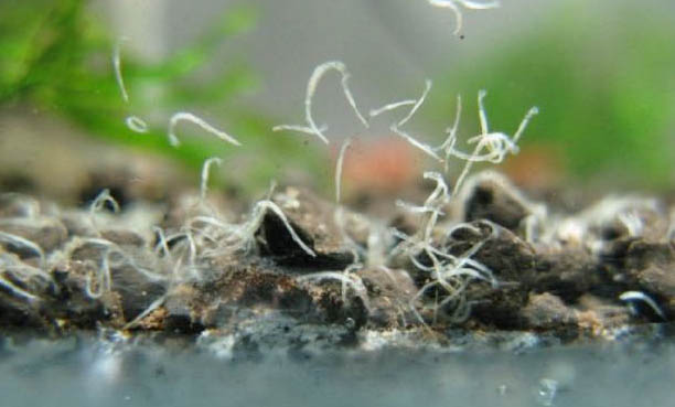 電光美人魚到底好養(yǎng)嗎