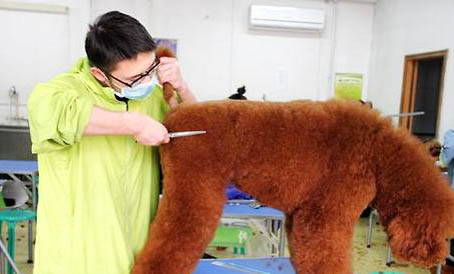 巨貴犬哪個顏色貴