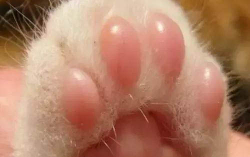 一個月小貓感冒了怎么辦呢