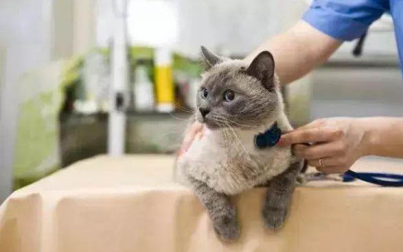 小貓不會吃奶怎么辦