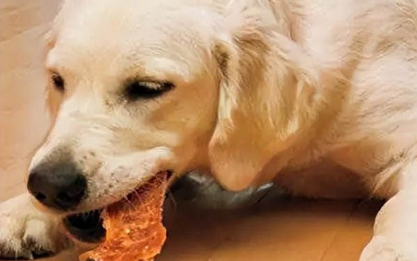 小狗能不能吃巧克力