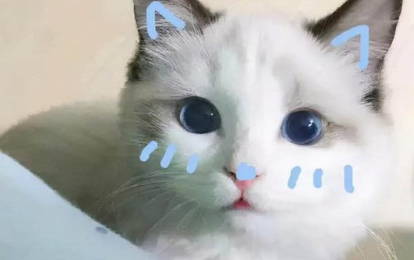小貓咪不吃東西沒精神該怎么辦