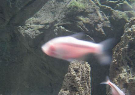 為什么水泥池里養魚會死