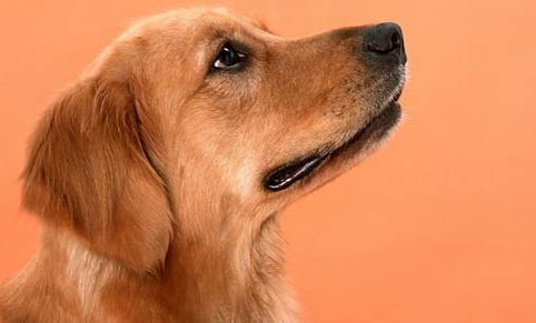 小金毛犬飼養的禁忌都有哪些