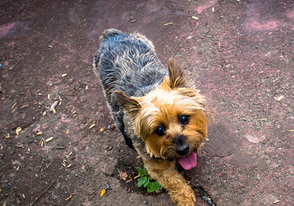 澳大利亞牧牛犬優缺點