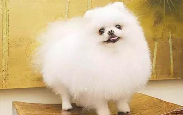 貓怎么會突然得貓瘟