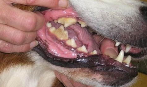惡霸犬會咬死狗嗎