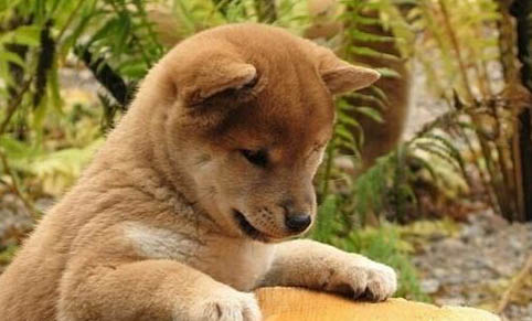 柴犬和哈士奇哪個好養
