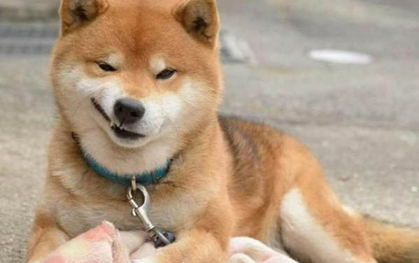 狗狗耳螨會(huì)長(zhǎng)到后背嗎