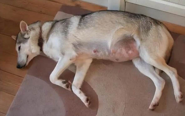 狗狗拉尿很黃什么原因