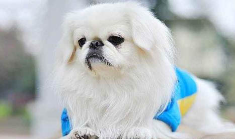北京犬咳嗽吃什么藥效果好