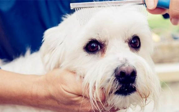犬瘟用什么藥治療最好