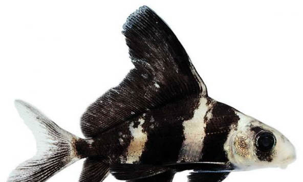 魚得病加鹽后多久換水