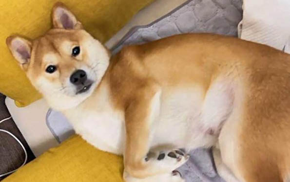 狗狗老了為什么容易得白內障