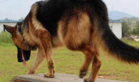 蘇格蘭牧羊犬修剪毛發