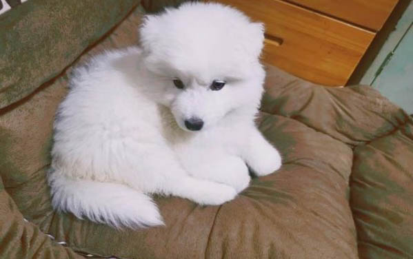 史努比是什么狗種?
