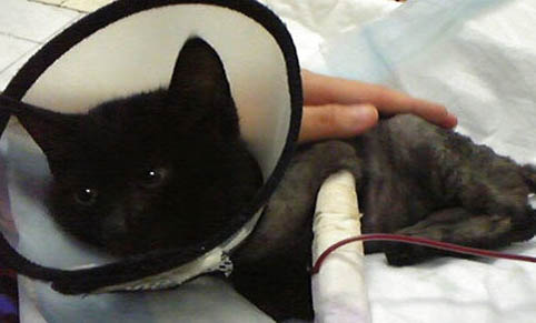 貓咪狂犬病發病到死亡幾天
