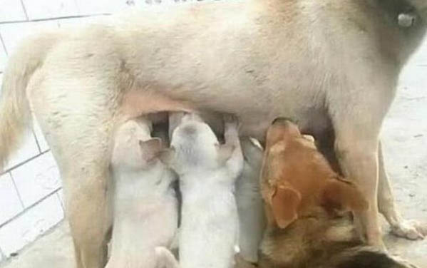 母狗一般多大就可以生小狗
