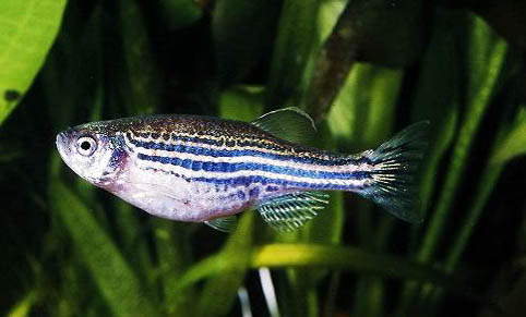 孔雀魚難產有什么癥狀