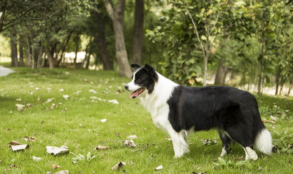 英國古代牧羊犬肥胖怎么減肥