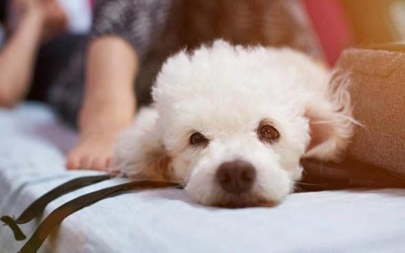 狗分娩需要多長時間